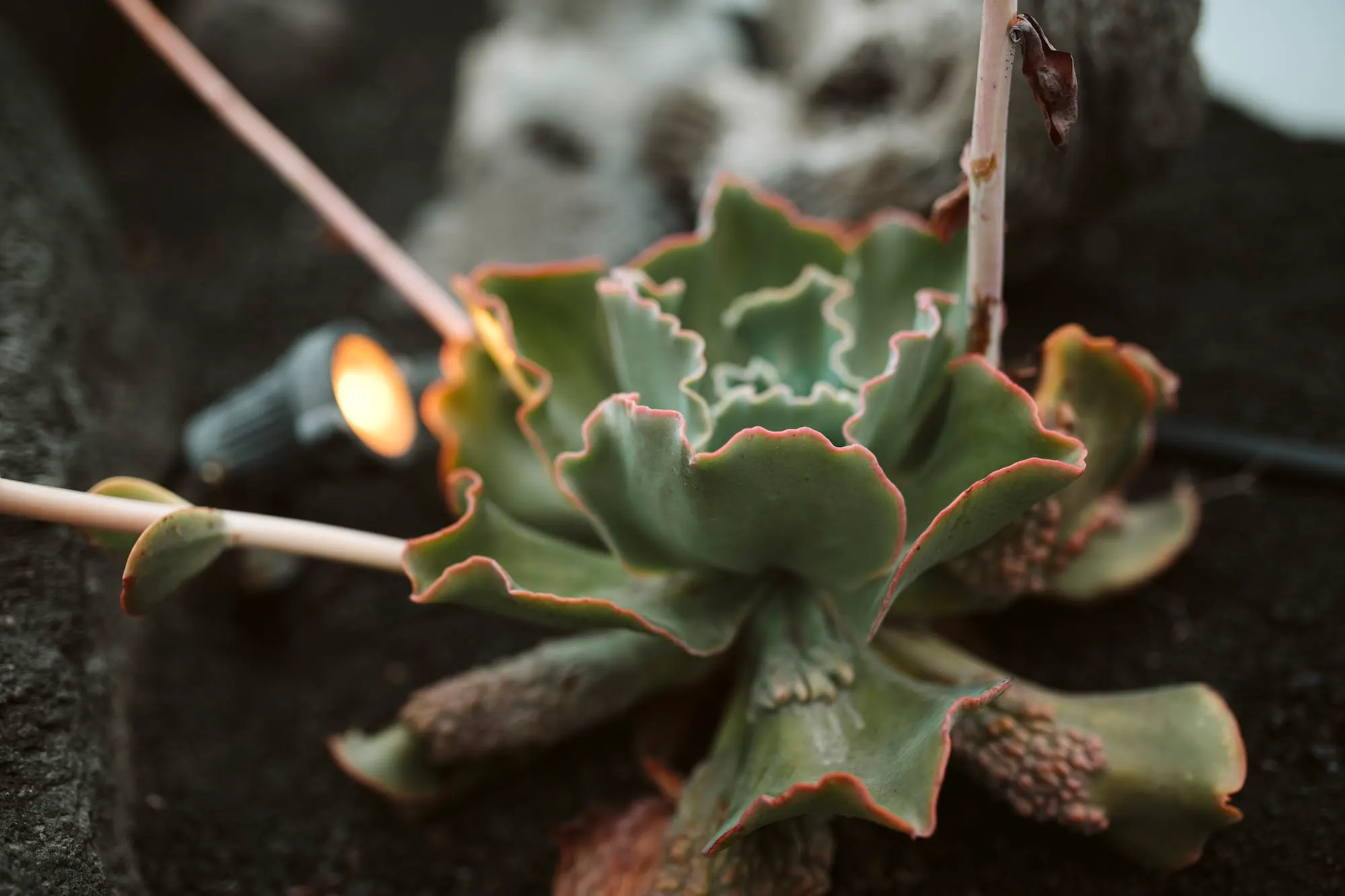 Succulent in the garden under the string lights
